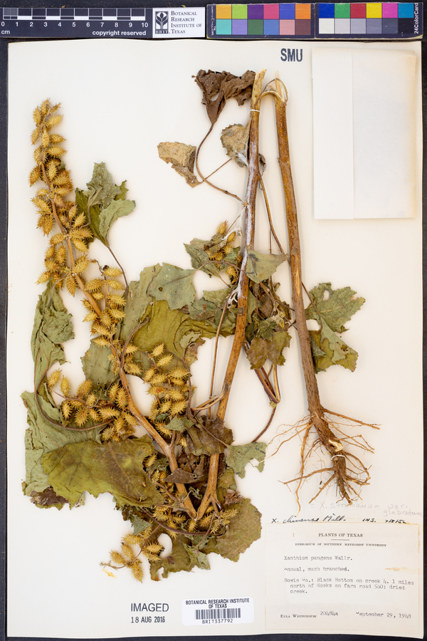 Xanthium strumarium var. glabratum image