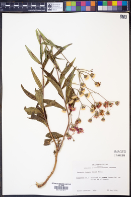 Vernonia texana image