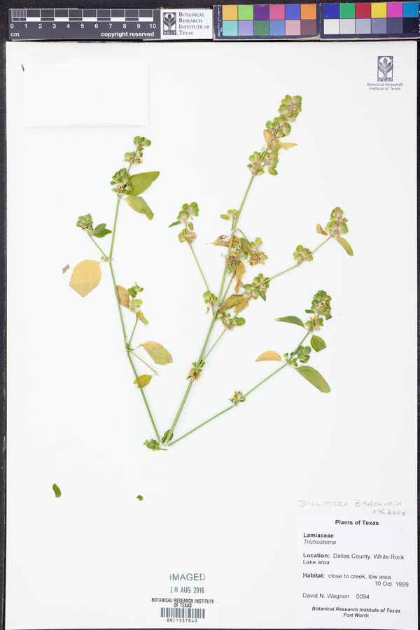 Dicliptera brachiata image