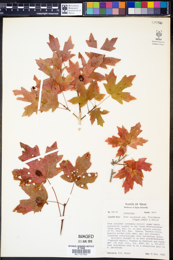 Acer saccharum image