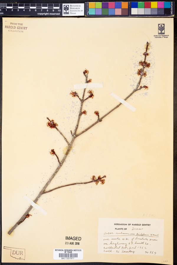 Acer rubrum var. trilobum image