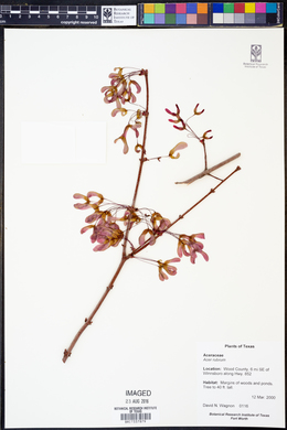 Acer rubrum image