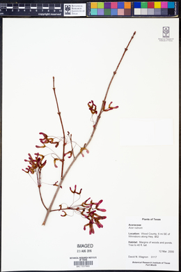 Acer rubrum image