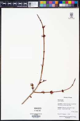 Acer rubrum image