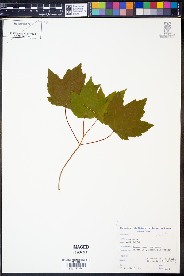 Acer rubrum image