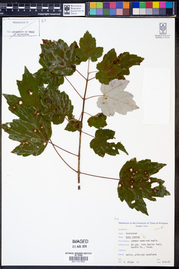 Acer rubrum image