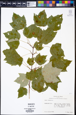 Acer rubrum image