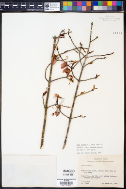 Acer rubrum image