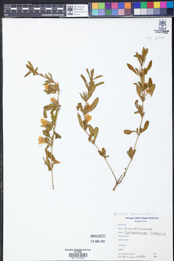 Dyschoriste linearis var. linearis image