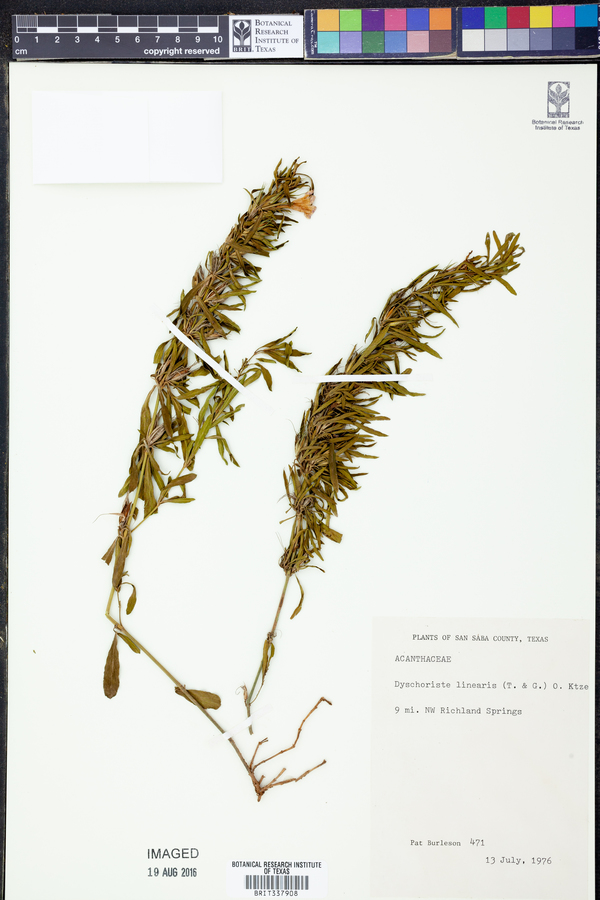 Dyschoriste linearis image