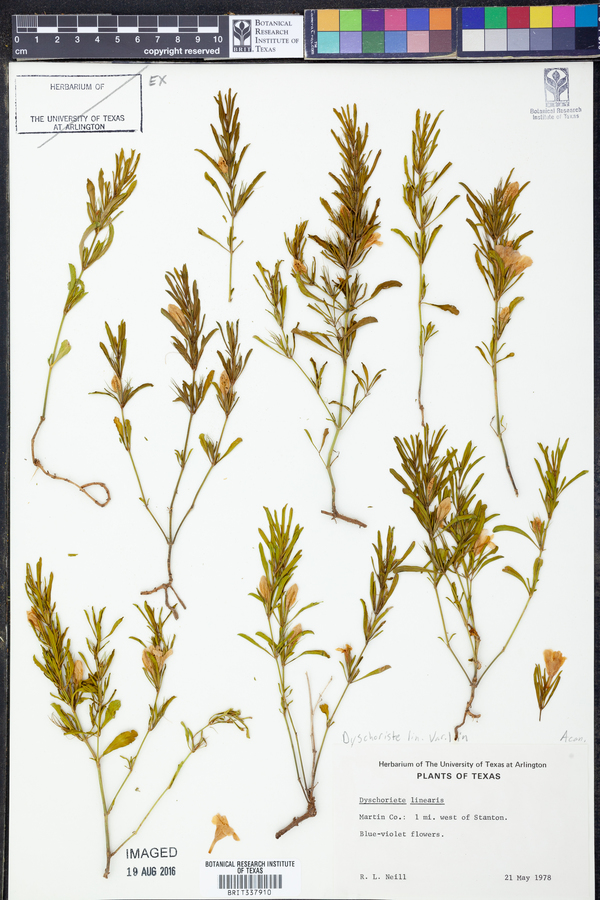 Dyschoriste linearis var. linearis image