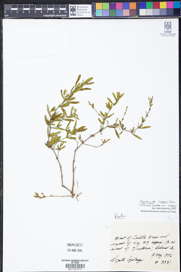 Dyschoriste linearis var. linearis image