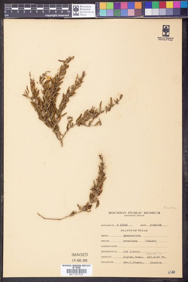 Dyschoriste crenulata image