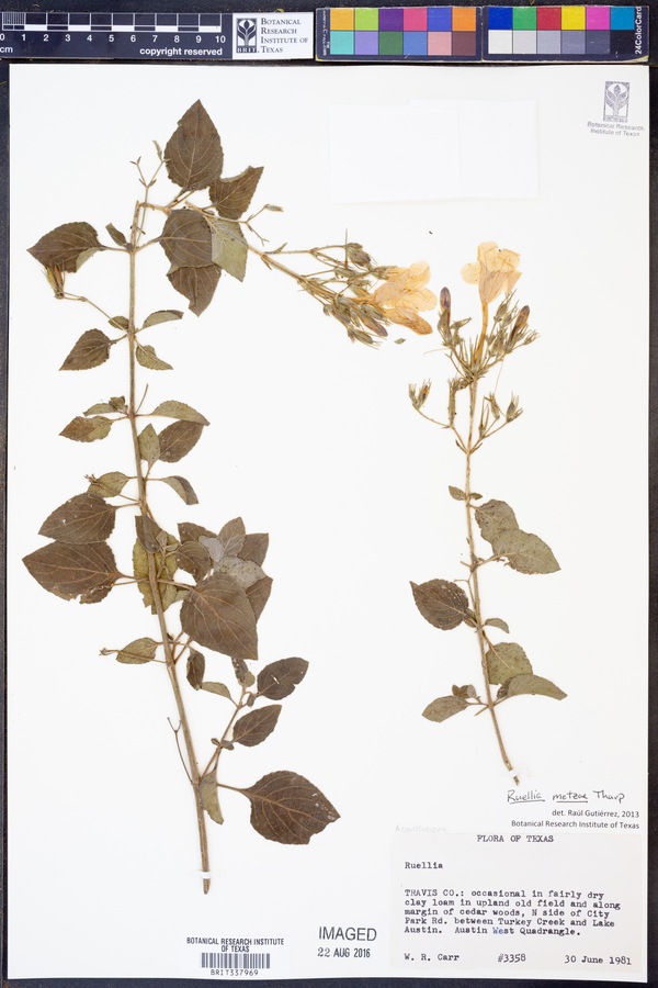 Ruellia metzae image