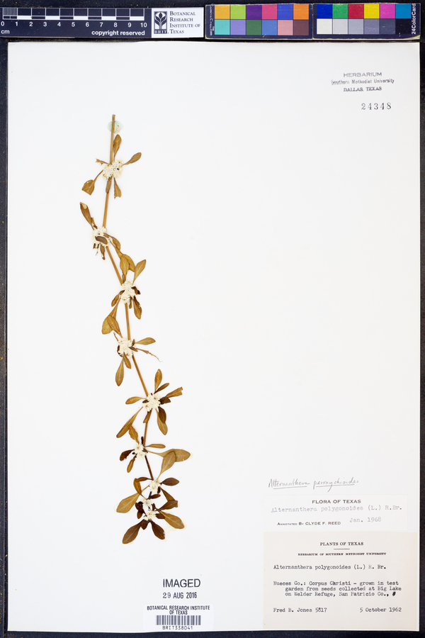 Alternanthera paronychioides image