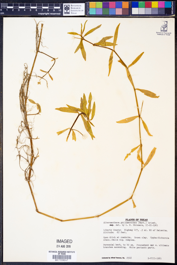 Alternanthera philoxeroides image