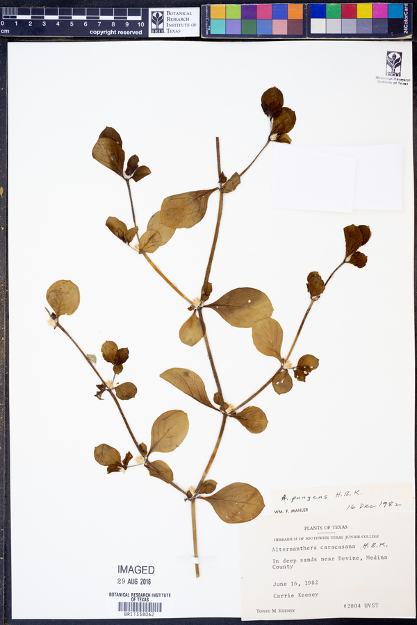 Alternanthera pungens image