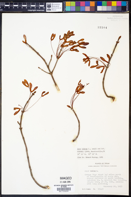 Acer rubrum image