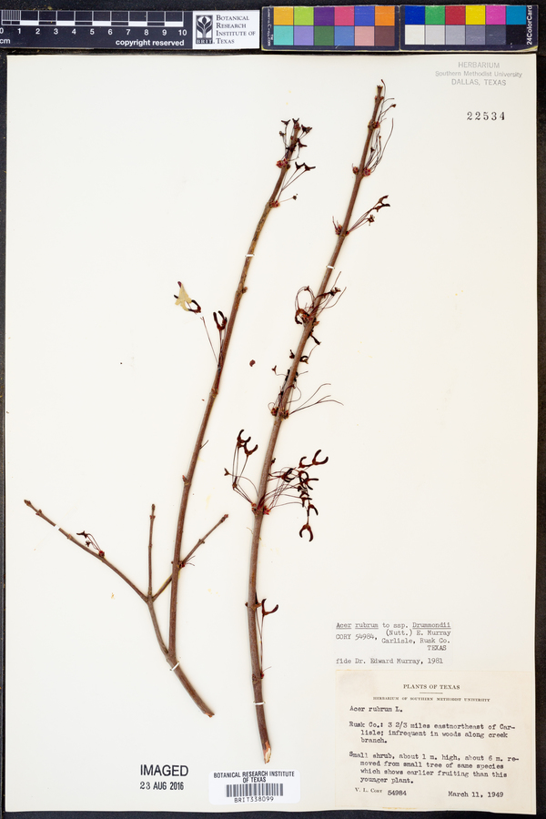 Acer rubrum var. drummondii image