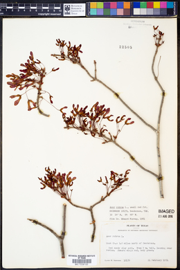 Acer rubrum image