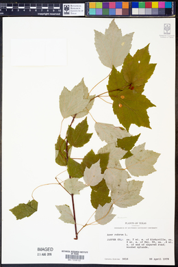 Acer rubrum image