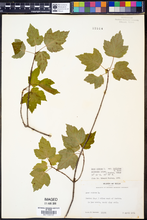 Acer rubrum var. trilobum image