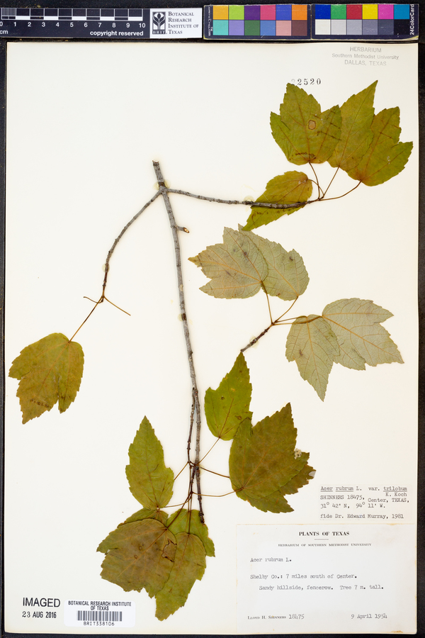 Acer rubrum var. trilobum image