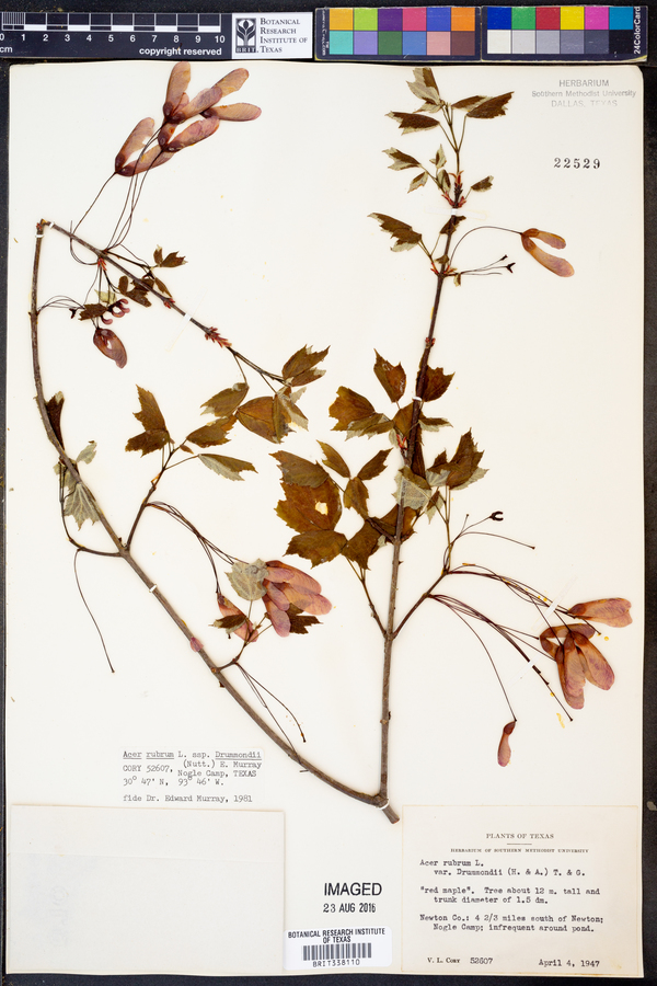 Acer rubrum var. drummondii image