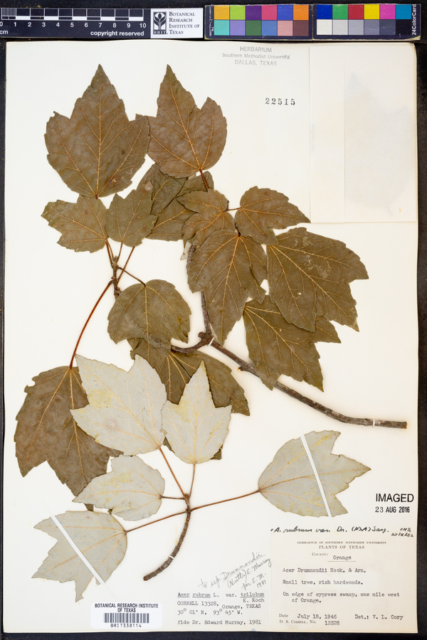 Acer rubrum var. drummondii image