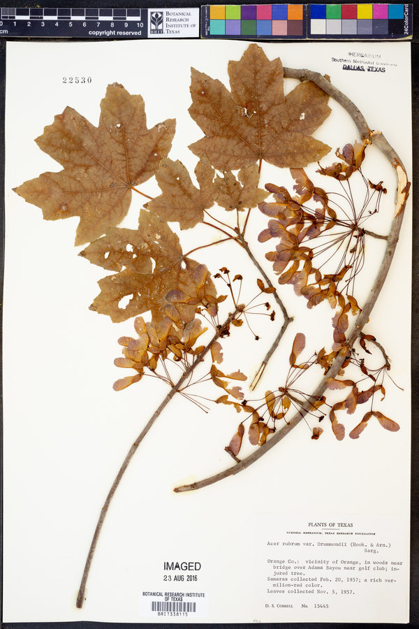 Acer rubrum var. drummondii image