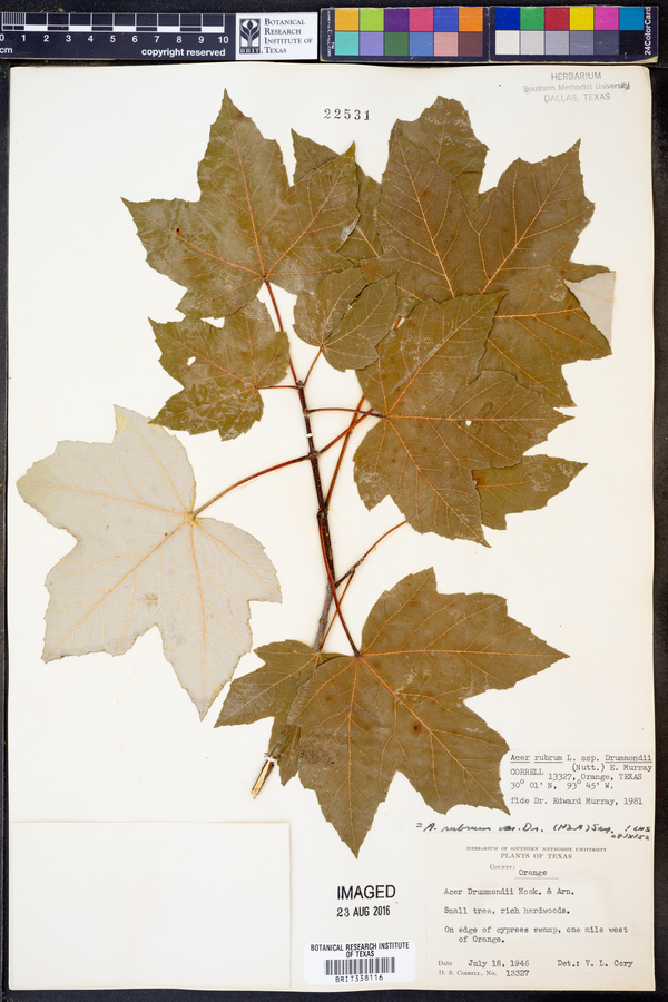 Acer rubrum image
