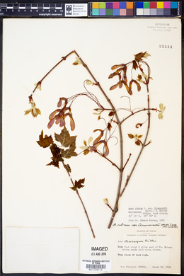 Acer rubrum subsp. drummondii image