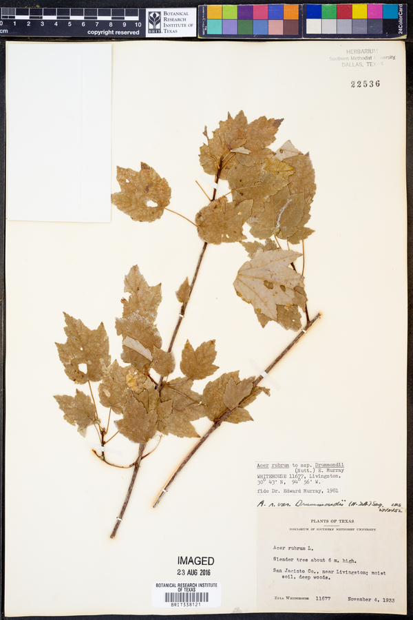 Acer rubrum var. drummondii image