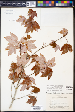Acer rubrum subsp. drummondii image