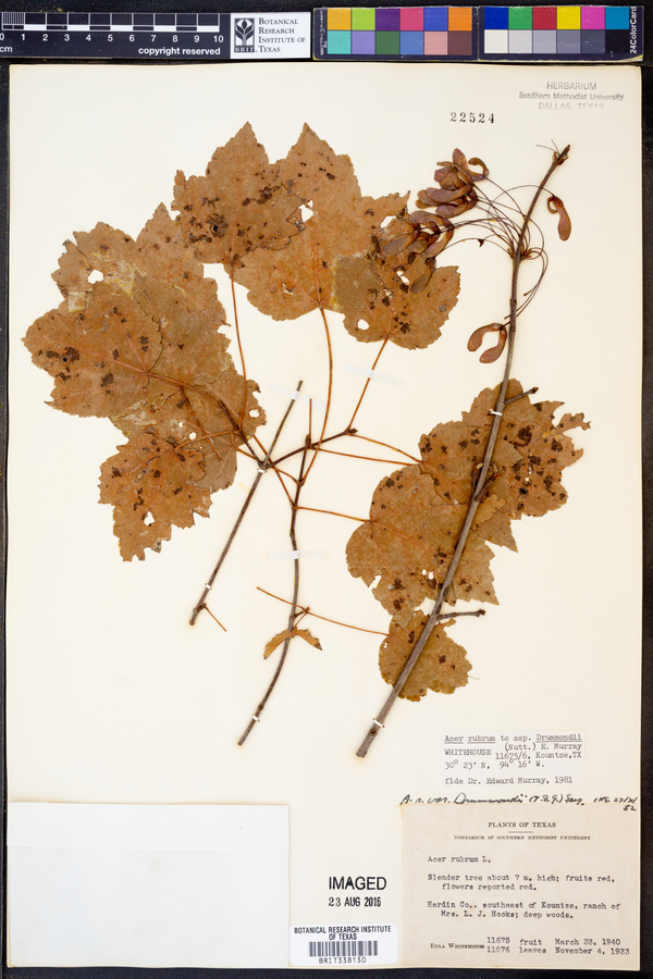 Acer rubrum image