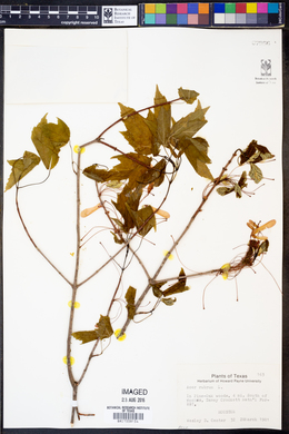 Acer rubrum image