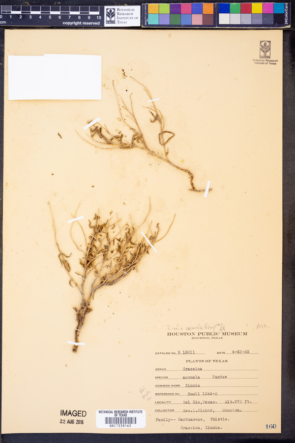 Zinnia anomala image