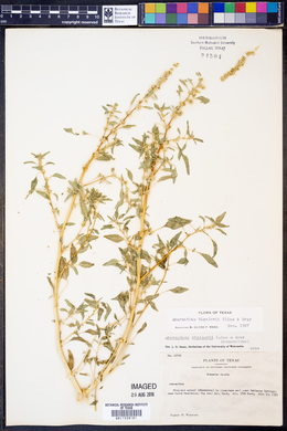 Amaranthus bigelovii image