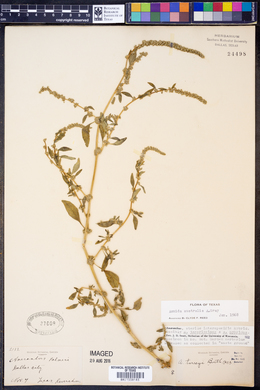 Acnida australis image