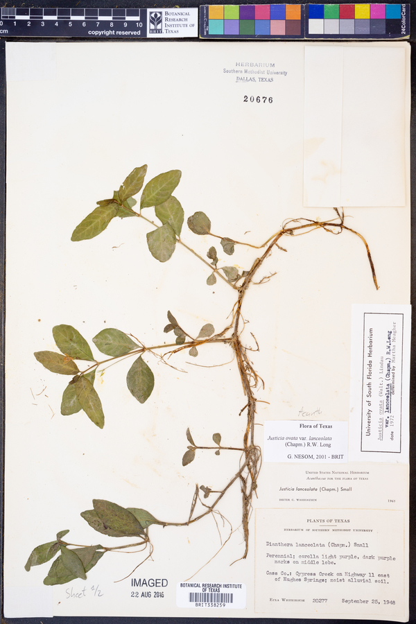 Justicia ovata var. lanceolata image