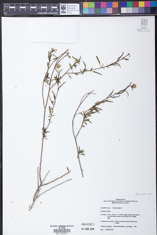 Celosia palmeri image