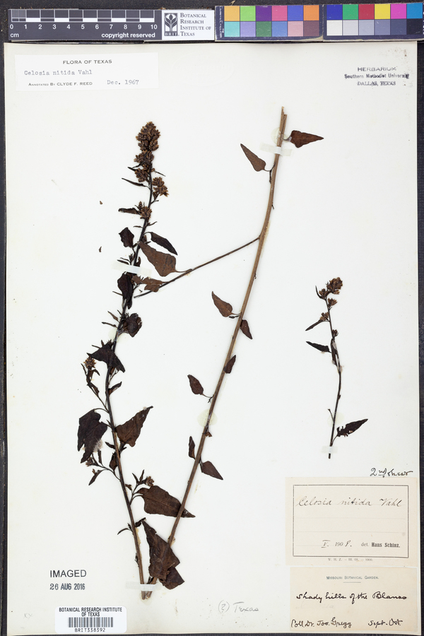 Celosia nitida image