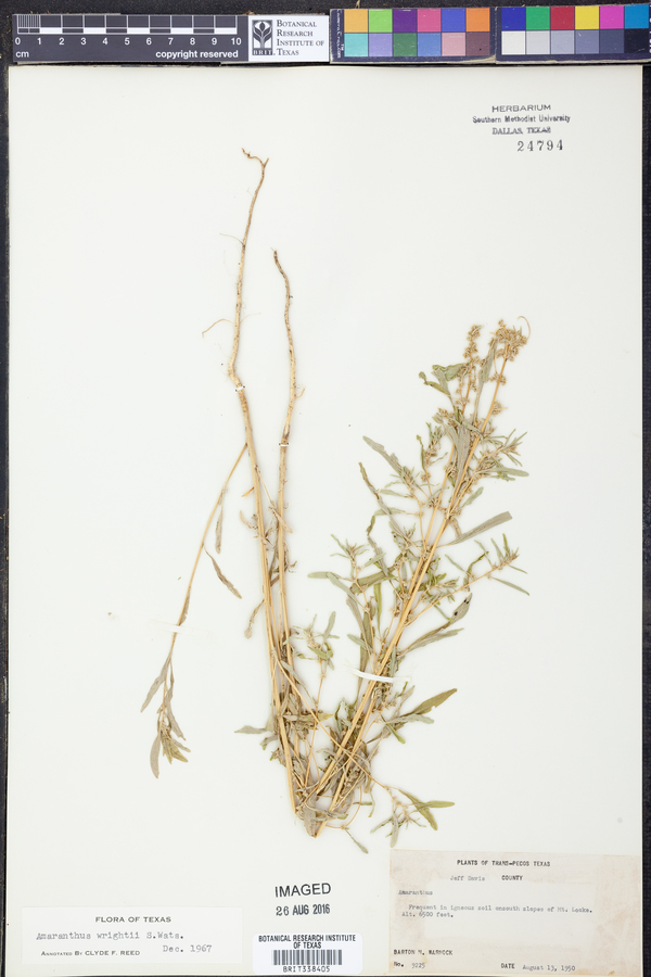 Amaranthus wrightii image