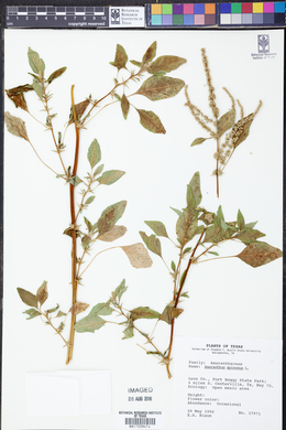 Amaranthus spinosus image