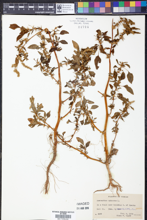 Amaranthus spinosus image