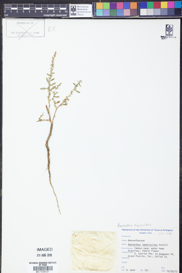 Amaranthus tuberculatus image