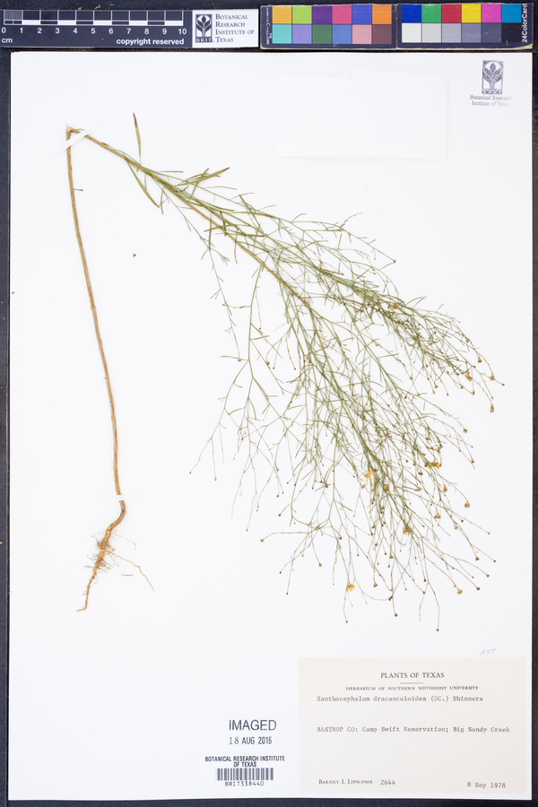 Amphiachyris dracunculoides image