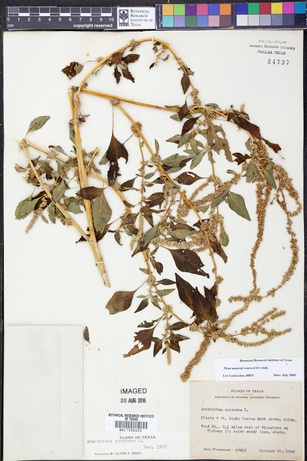 Amaranthus spinosus image