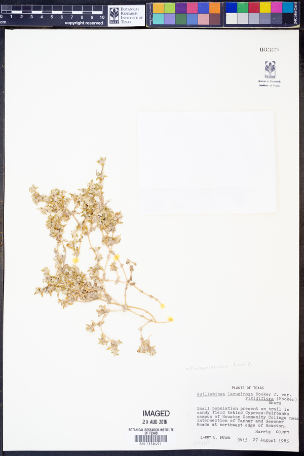 Gossypianthus image