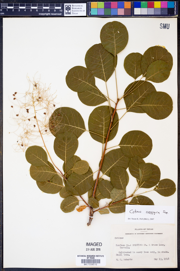 Cotinus obovatus image